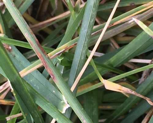 Close Up of Grass