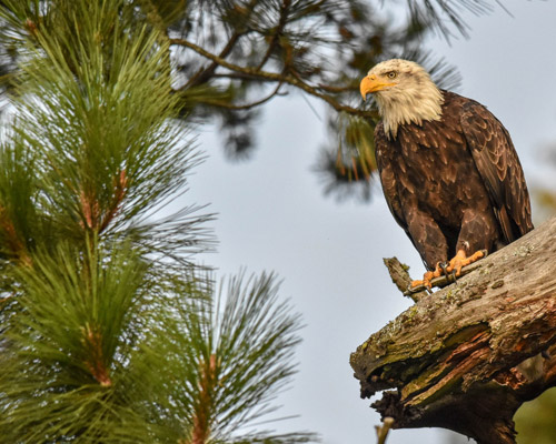 Bald Eagle